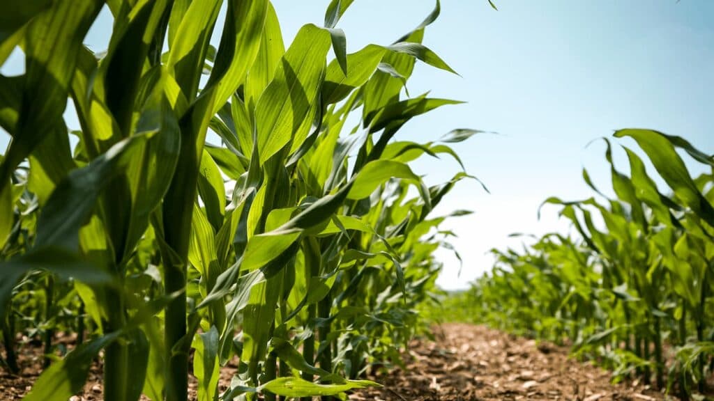 Preços do milho permanecem em alta, confira!