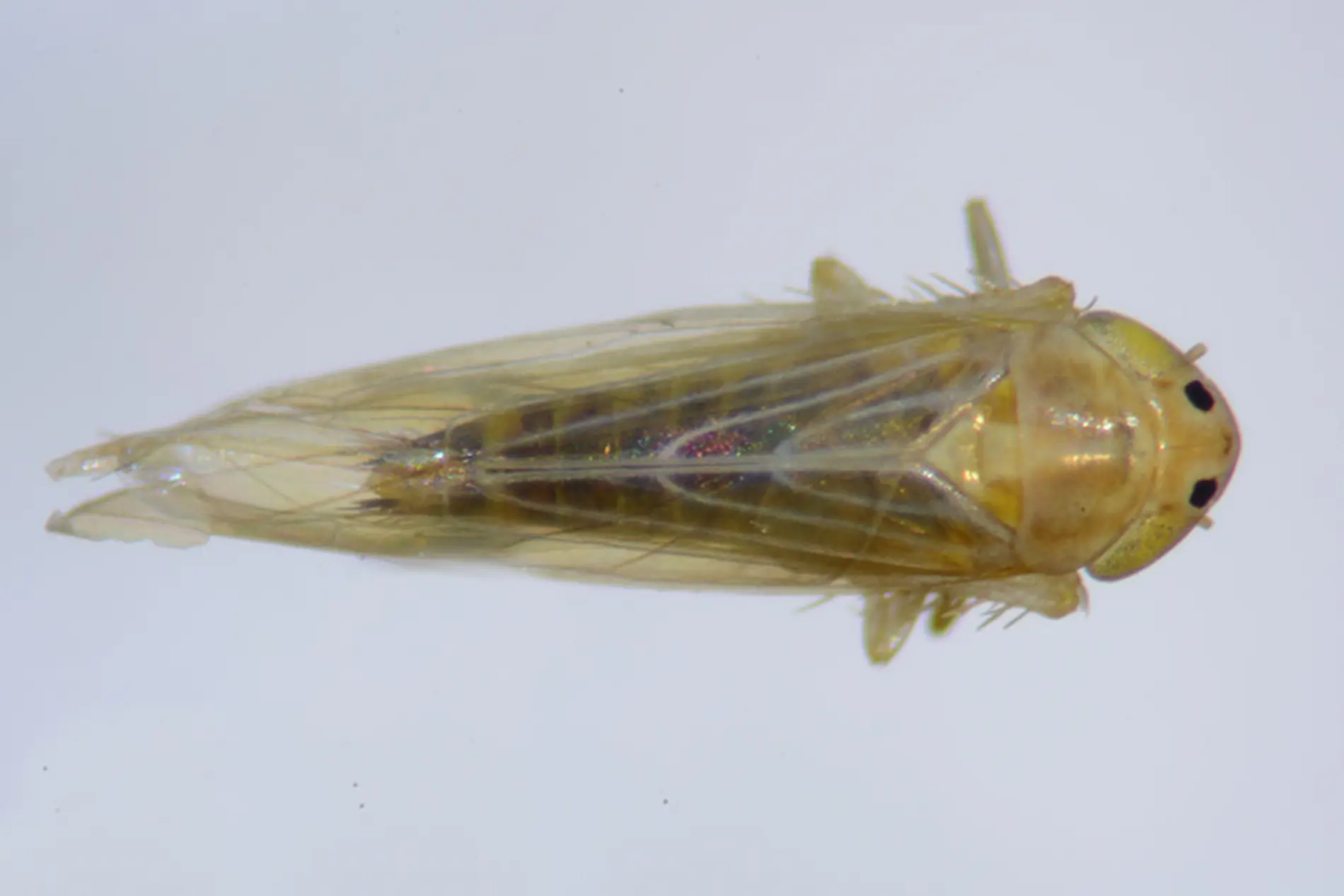 Cigarrinha-do-milho causa prejuízo de 25,8 bilhões de dólares ao Brasil